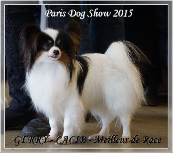 des rèves polaires - GERRY Gagne le PARIS DOG SHOW