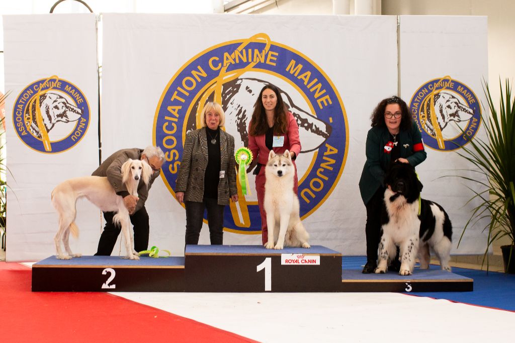 des rèves polaires - Rocky Meilleur chien de travail de l'expo de château gontier