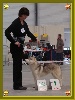  - Exposition Canine de Laval - CACS -