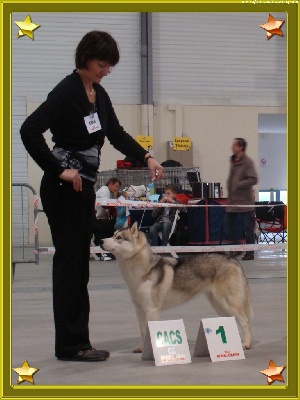 des rèves polaires - Exposition Canine de Laval - CACS -