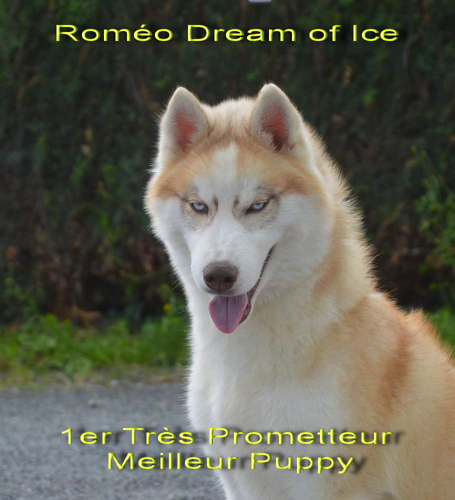 Run with the pack dit romeo Dream Of Ice