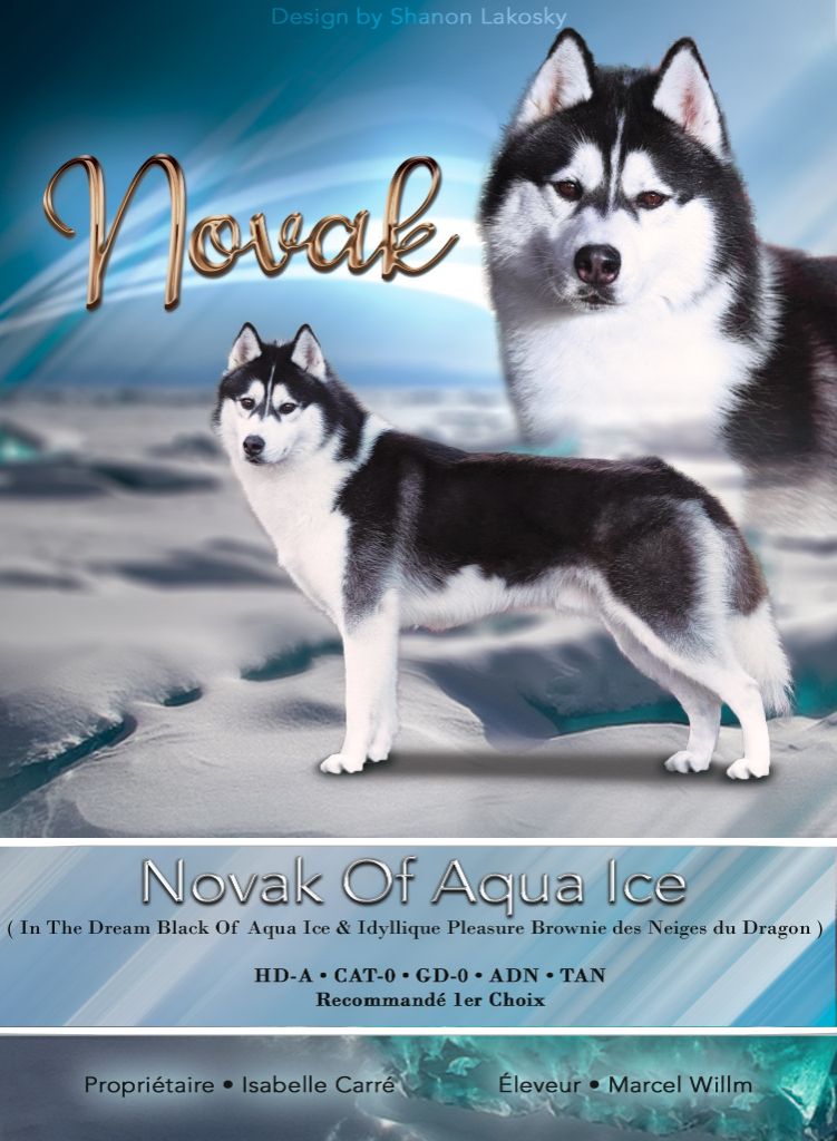 Novak of aqua ice