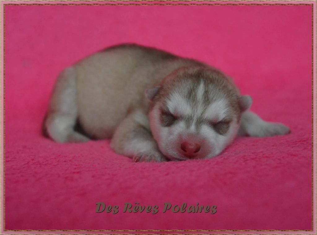 des rèves polaires - Chiot disponible  - Siberian Husky