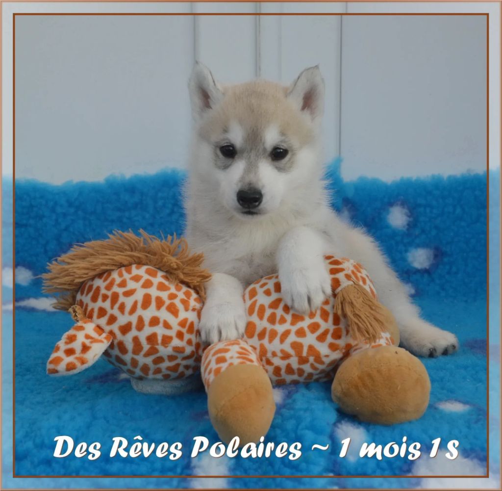 des rèves polaires - Chiot disponible  - Siberian Husky