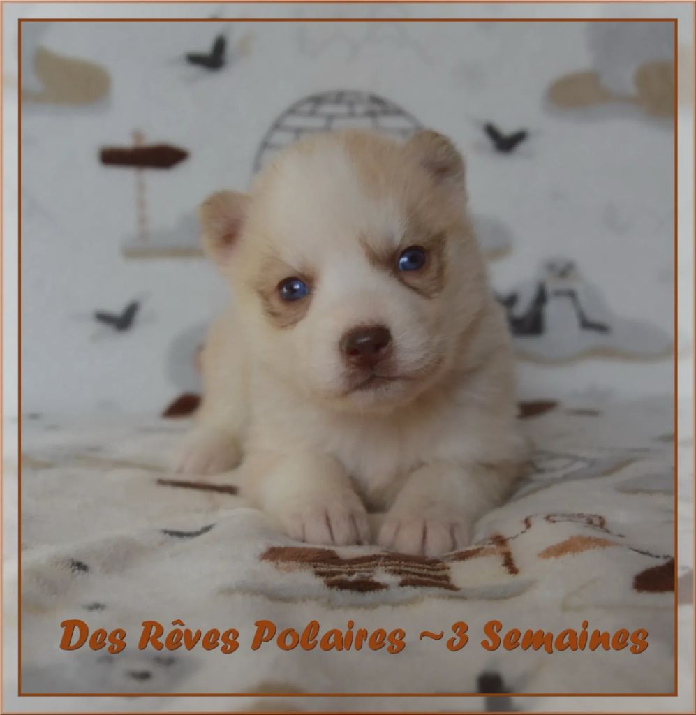 des rèves polaires - Chiot disponible  - Siberian Husky