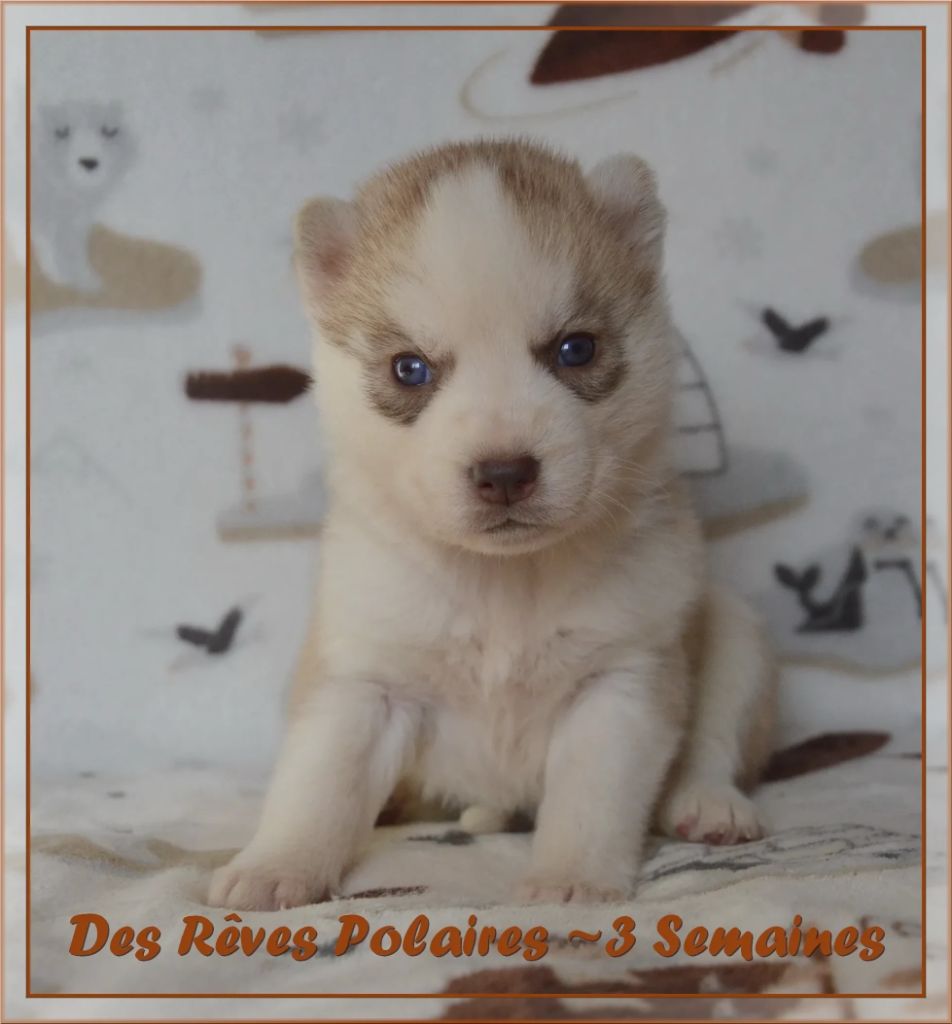 des rèves polaires - Chiot disponible  - Siberian Husky