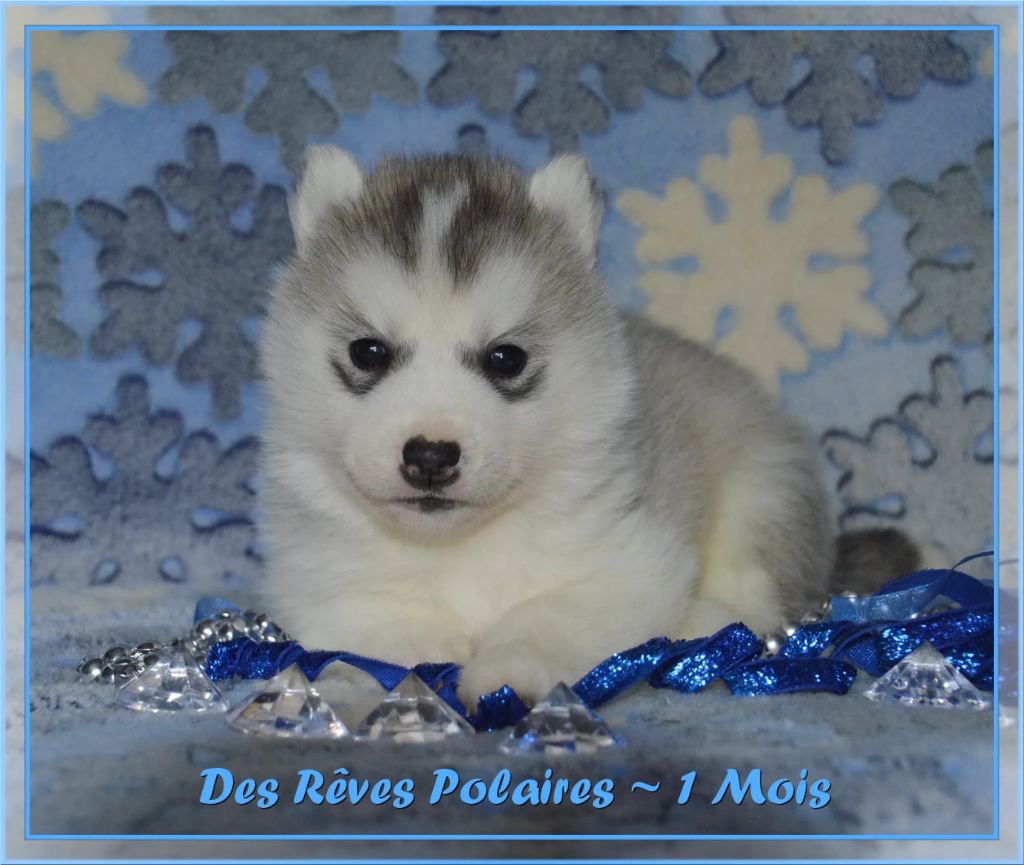 des rèves polaires - Chiot disponible  - Siberian Husky