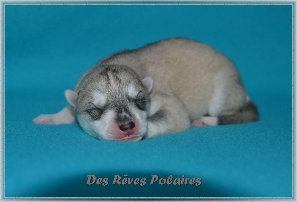 des rèves polaires - Chiot disponible  - Siberian Husky