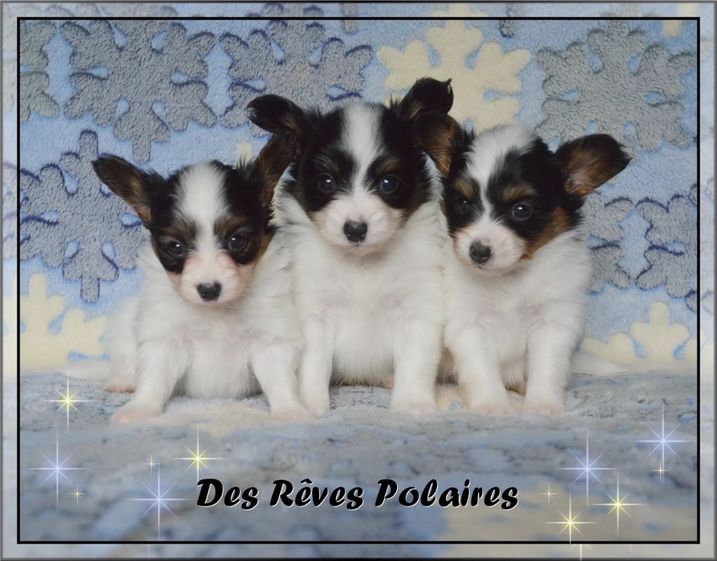 chiot Epagneul nain Continental (Papillon) des rèves polaires