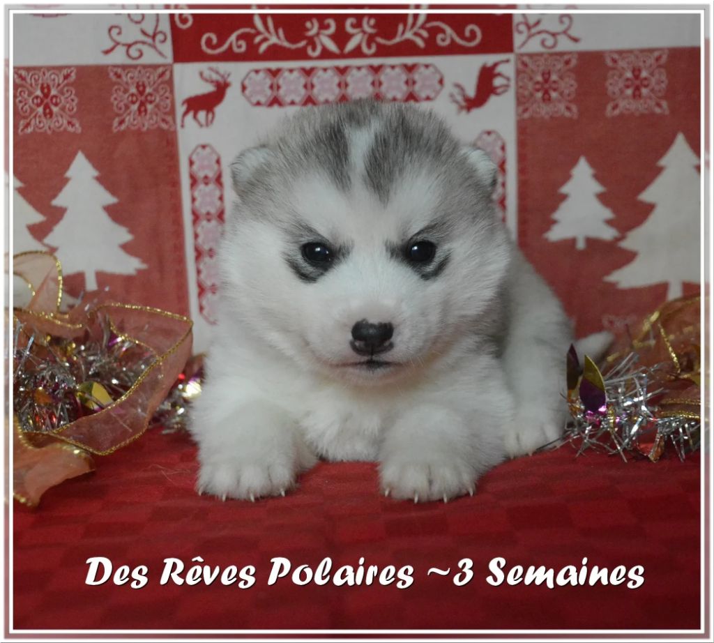 des rèves polaires - Chiot disponible  - Siberian Husky