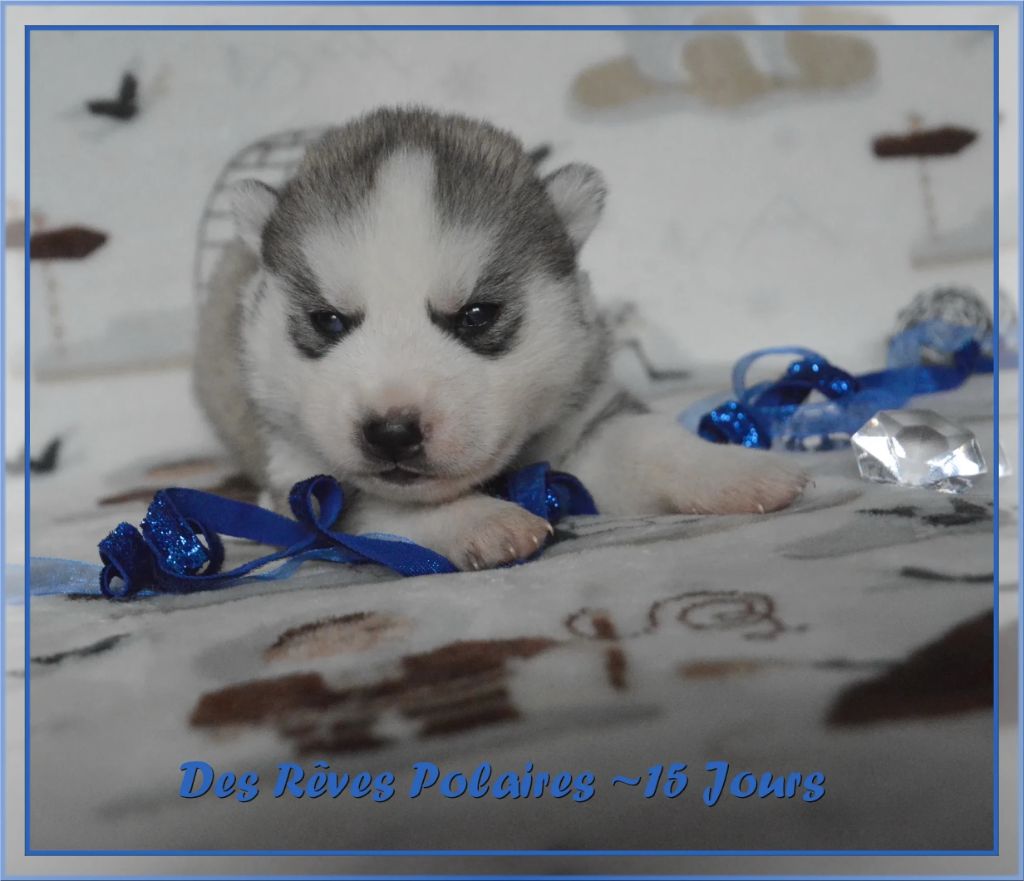 des rèves polaires - Chiot disponible  - Siberian Husky