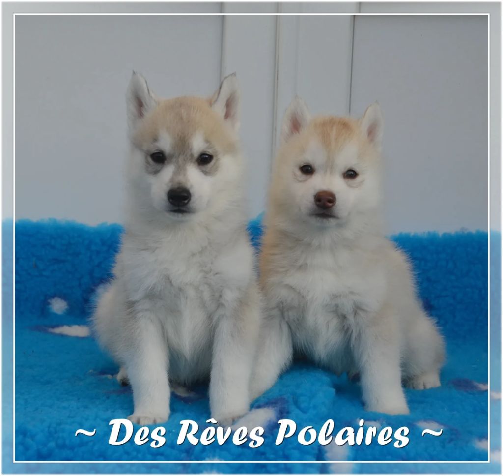 chiot Siberian Husky des rèves polaires