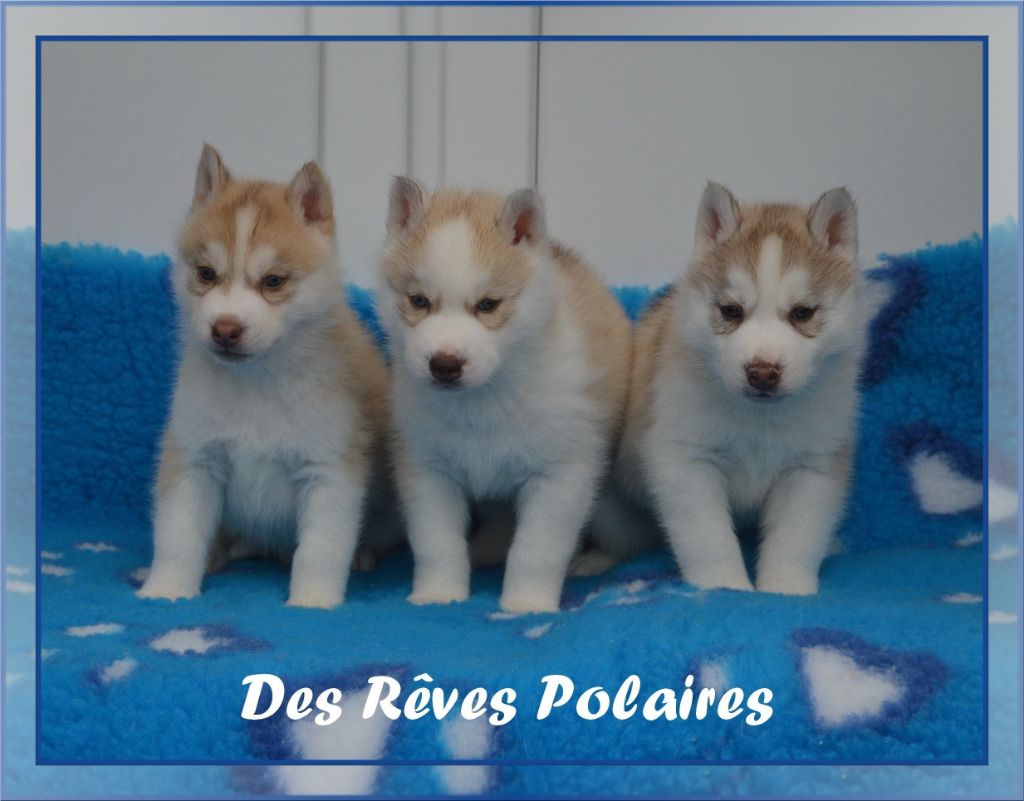 chiot Siberian Husky des rèves polaires