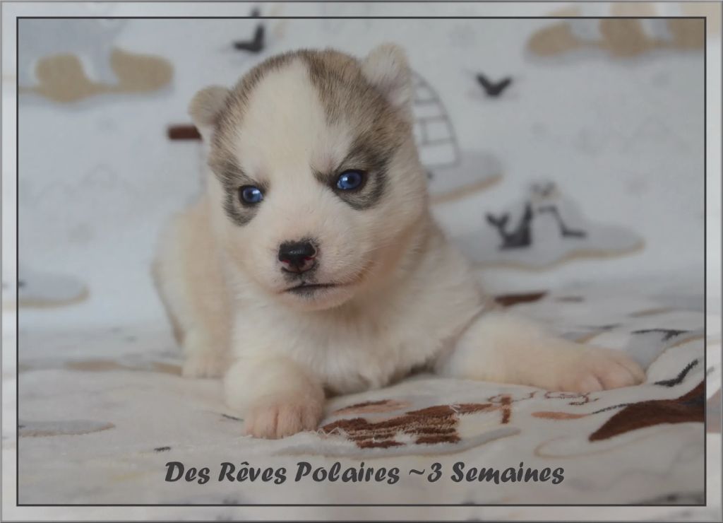 des rèves polaires - Chiot disponible  - Siberian Husky