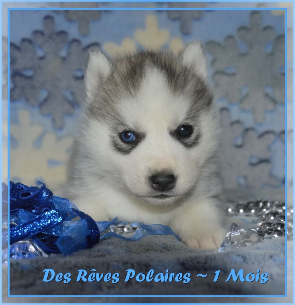 des rèves polaires - Chiot disponible  - Siberian Husky