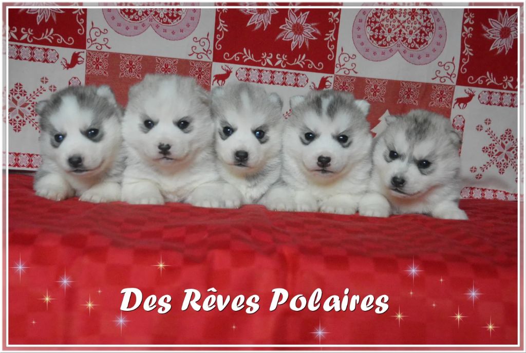 chiot Siberian Husky des rèves polaires