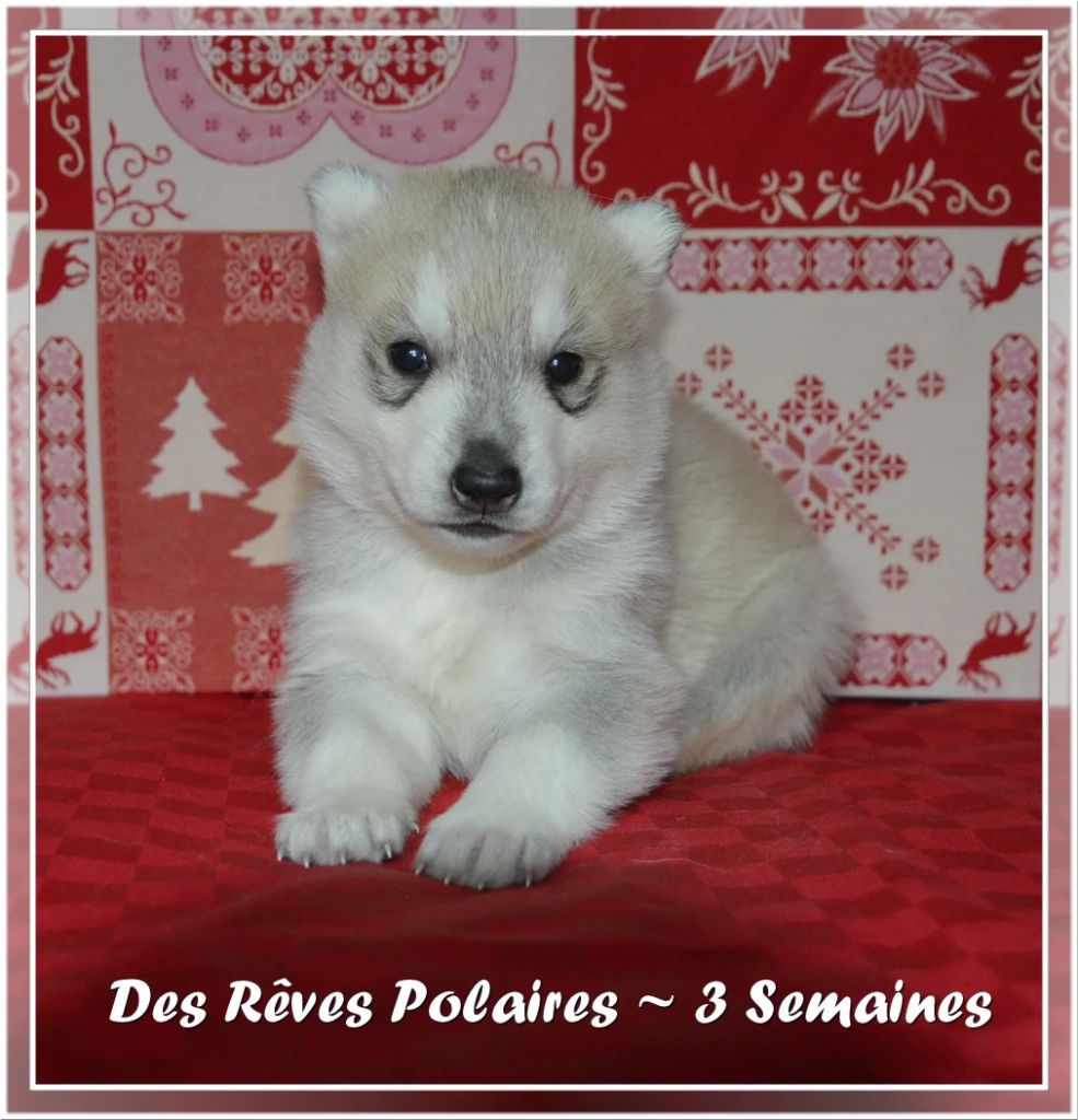 des rèves polaires - Chiot disponible  - Siberian Husky