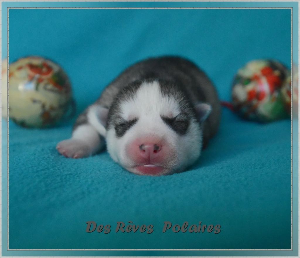 des rèves polaires - Chiot disponible  - Siberian Husky