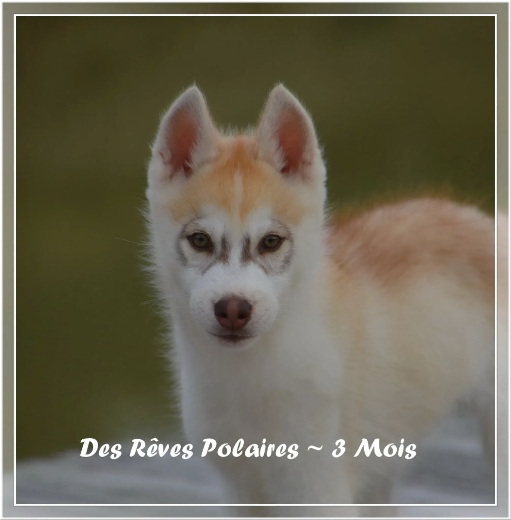 des rèves polaires - Chiot disponible  - Siberian Husky