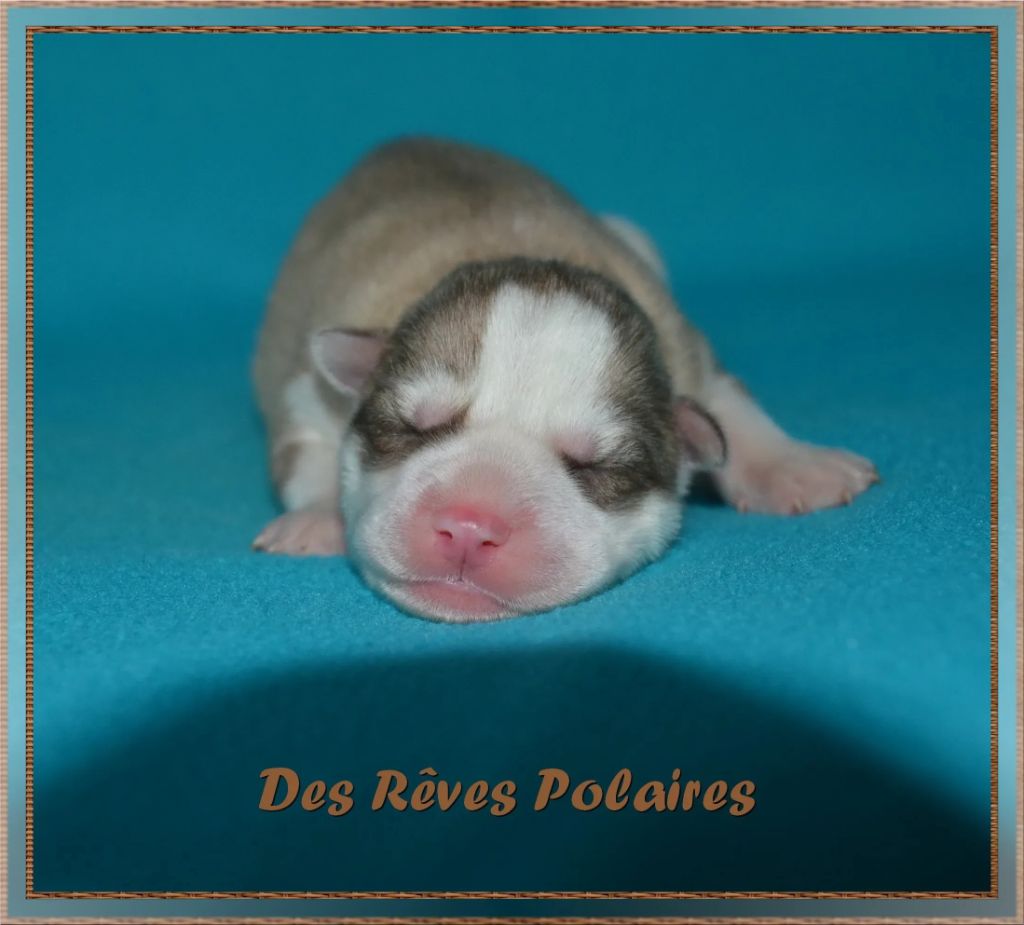 des rèves polaires - Chiot disponible  - Siberian Husky