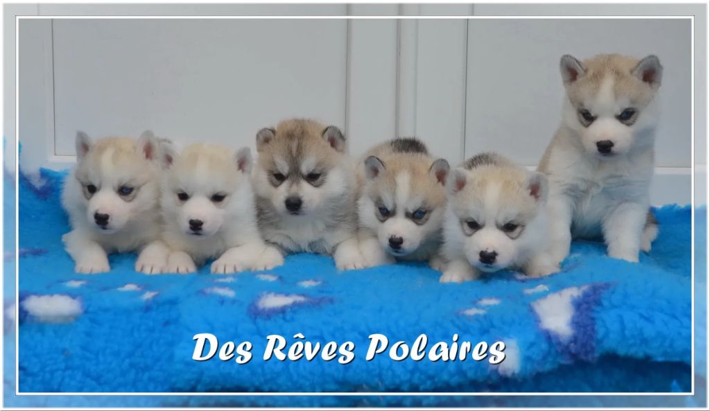 chiot Siberian Husky des rèves polaires