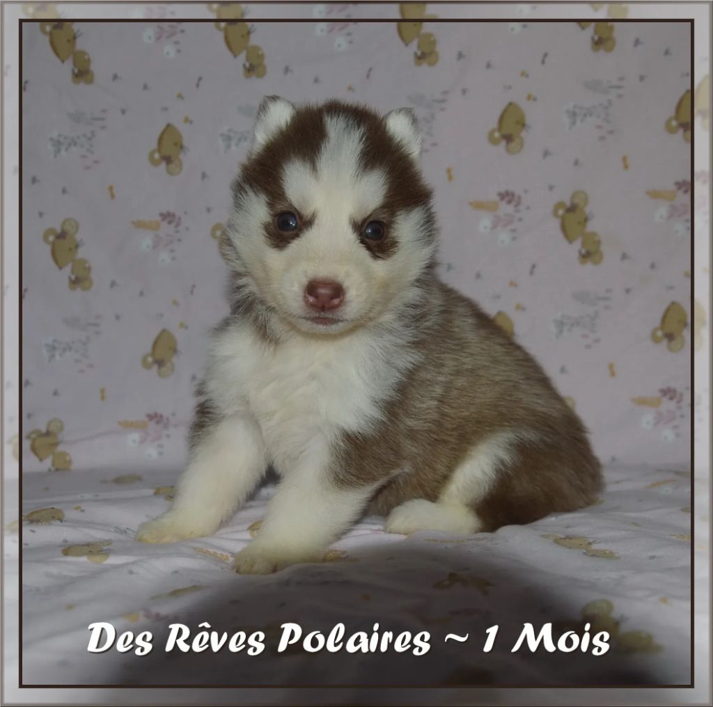 des rèves polaires - Chiot disponible  - Siberian Husky