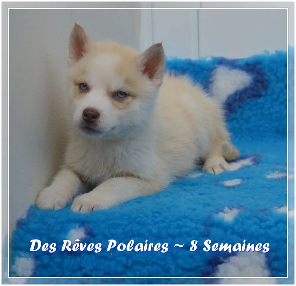 des rèves polaires - Chiot disponible  - Siberian Husky