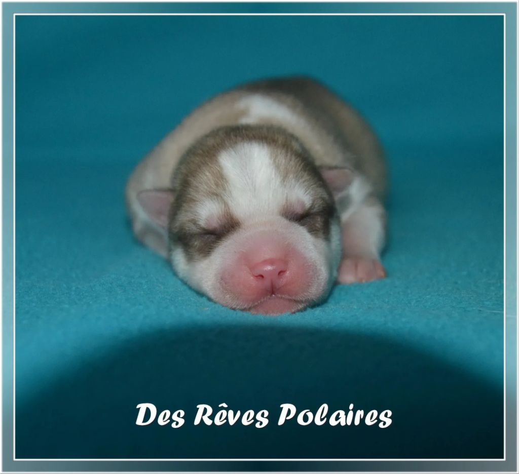 des rèves polaires - Chiot disponible  - Siberian Husky