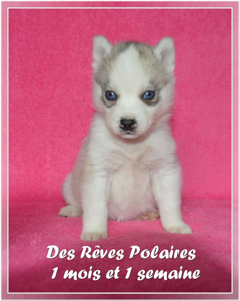 des rèves polaires - Chiot disponible  - Siberian Husky