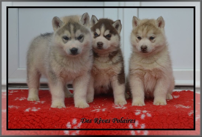 des rèves polaires - Siberian Husky - Portée née le 20/12/2014