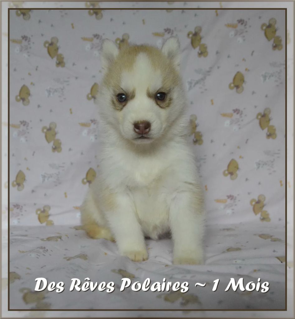 des rèves polaires - Chiot disponible  - Siberian Husky