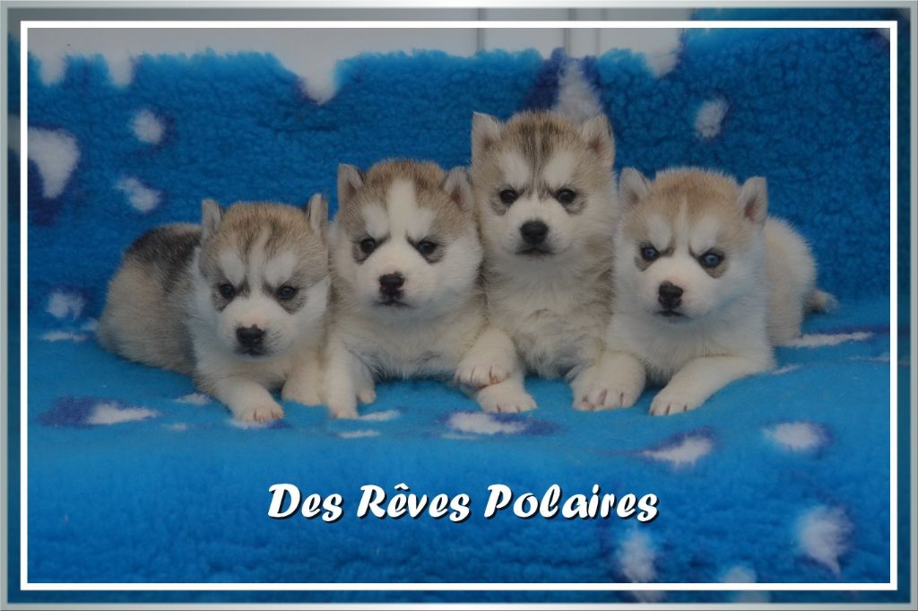 chiot Siberian Husky des rèves polaires