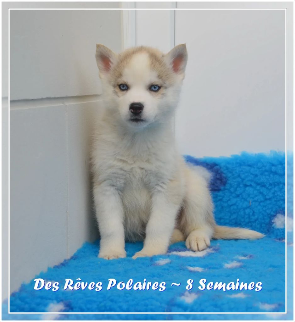 des rèves polaires - Chiot disponible  - Siberian Husky