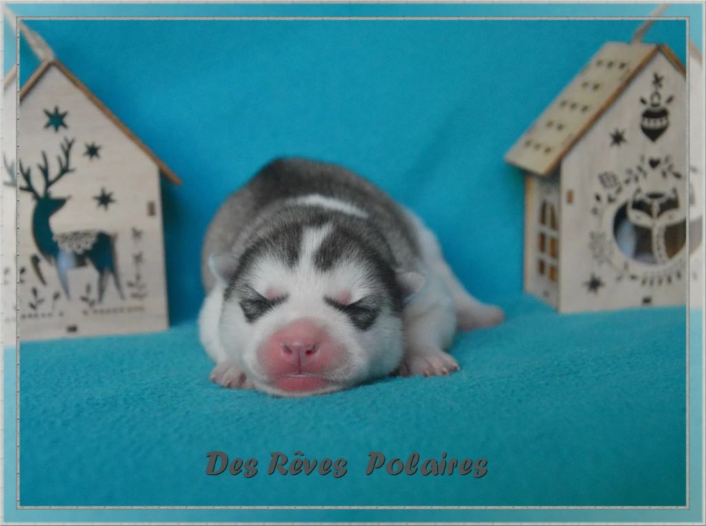 des rèves polaires - Chiot disponible  - Siberian Husky