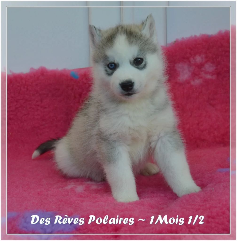 des rèves polaires - Chiot disponible  - Siberian Husky