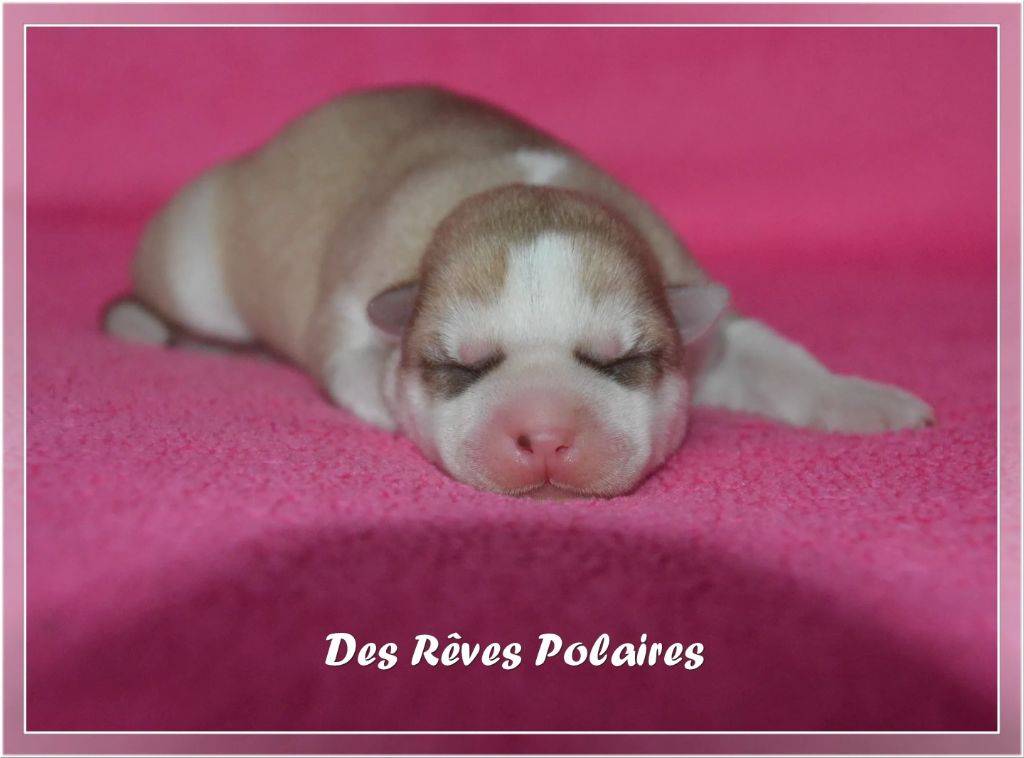 des rèves polaires - Chiot disponible  - Siberian Husky