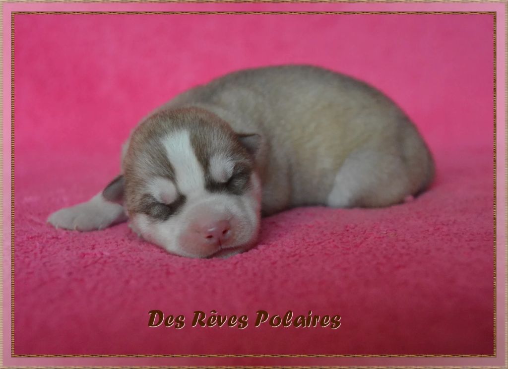 des rèves polaires - Chiot disponible  - Siberian Husky