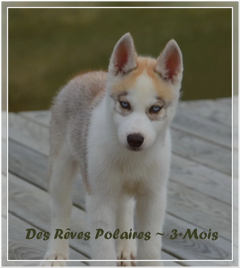 des rèves polaires - Chiot disponible  - Siberian Husky