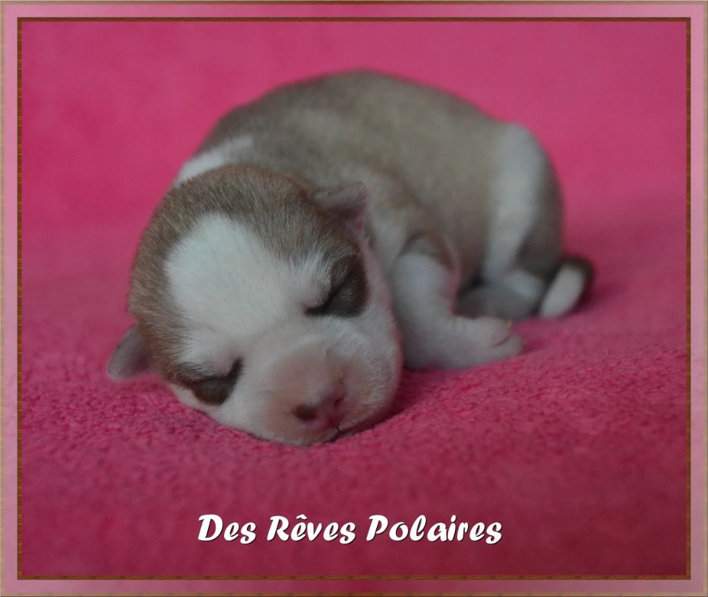 des rèves polaires - Chiot disponible  - Siberian Husky