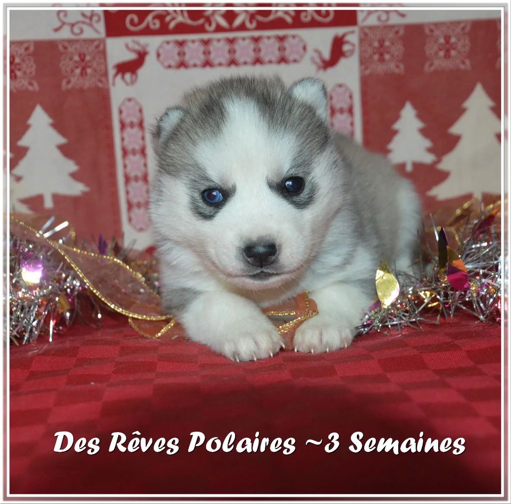 des rèves polaires - Chiot disponible  - Siberian Husky