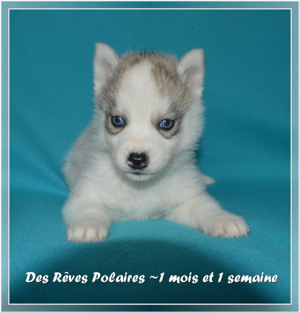 des rèves polaires - Chiot disponible  - Siberian Husky