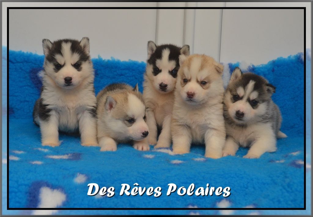 chiot Siberian Husky des rèves polaires