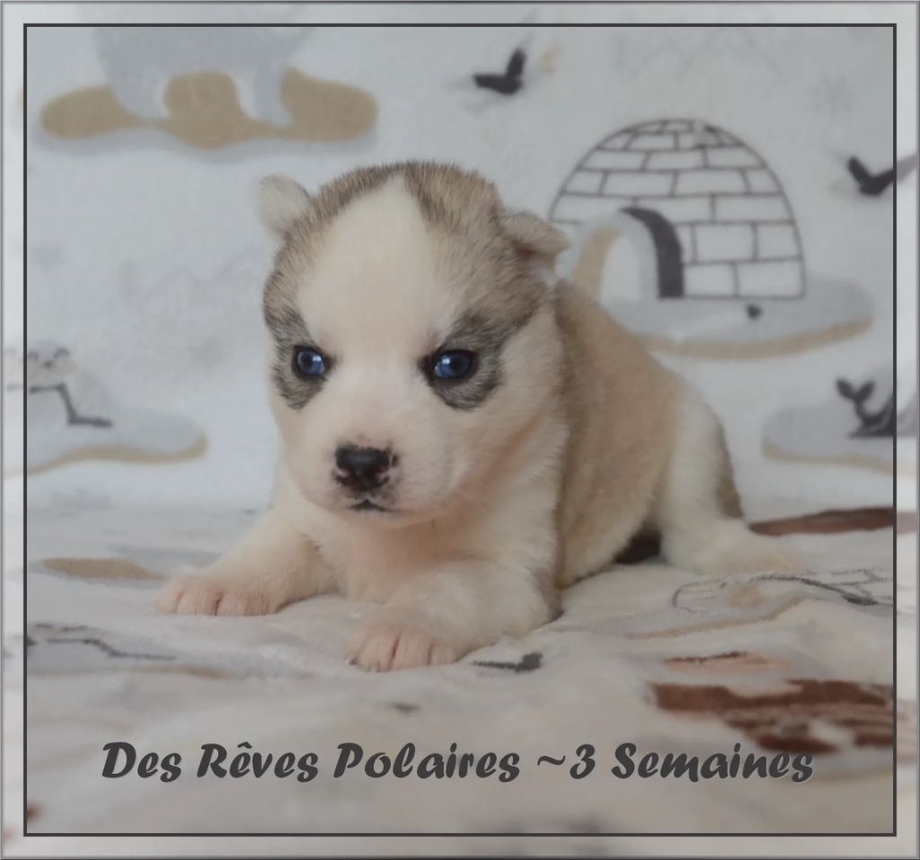 des rèves polaires - Chiot disponible  - Siberian Husky