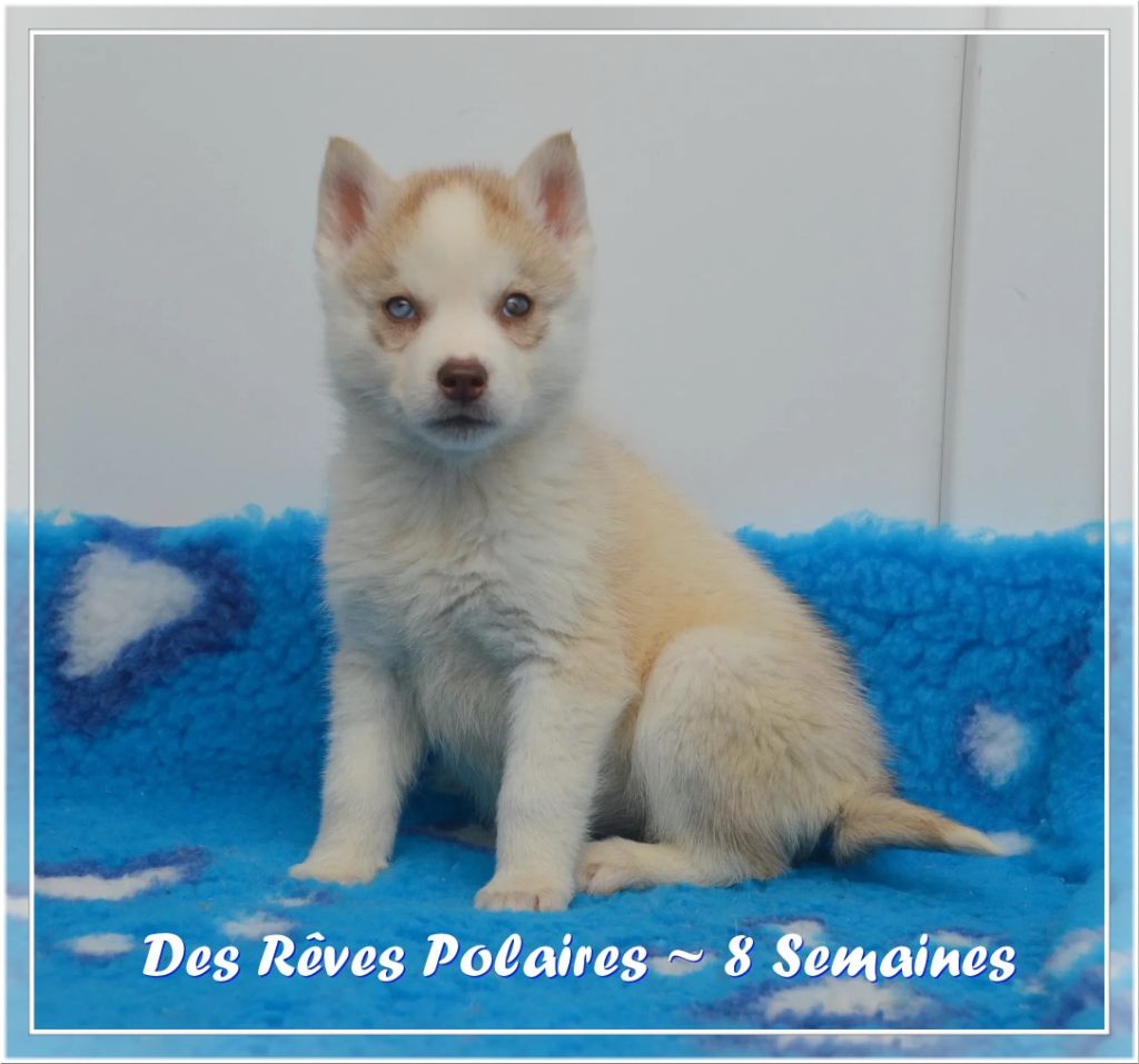 des rèves polaires - Chiot disponible  - Siberian Husky