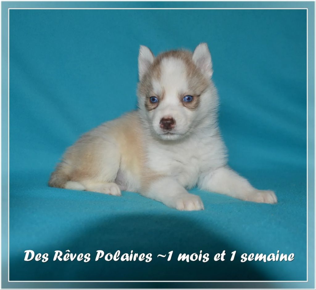 des rèves polaires - Chiot disponible  - Siberian Husky