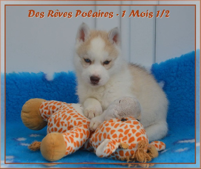 Usko Des Rêves Polaires