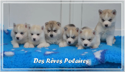 des rèves polaires - Siberian Husky - Portée née le 18/04/2024