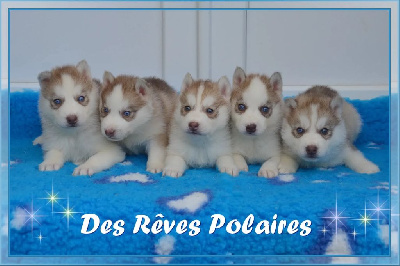 des rèves polaires - Siberian Husky - Portée née le 11/06/2024