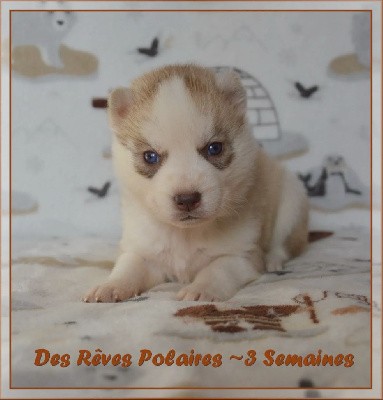 CHIOT 7