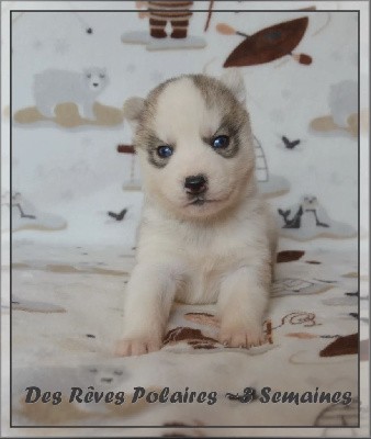 CHIOT 2